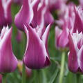 Tulpe 'Ballade'