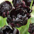 Tulpe 'Black Hero'