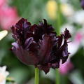 Tulpe 'Black Parrot'
