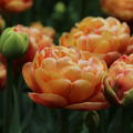 Tulpe 'Copper Image'