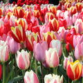 Tulpen-Mischung  Darwin-Tulpen