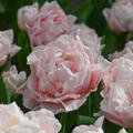 Tulpe, Gartentulpe, Tulipa Dreamer