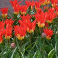 Tulpe 'Flames Mystery'