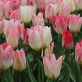 Tulpe 'Flaming Purissima'