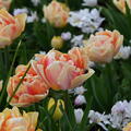 Tulpe 'Foxy Foxtrot'