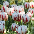 Tulpe 'Happy Generation'