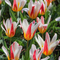 Wildtulpe 'Heart's Delight'
