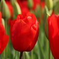 Tulpe 'Lalibela'