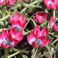 Blumenzwiebel-Mischung 'Fr�her Bl�tenteppich f�r Insekten'