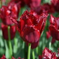 Tulpe 'Pacific Pearl'