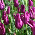Tulpe 'Purple Dream'