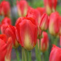 Tulpe 'Red Alert'