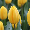 Tulpe 'Strong Gold'