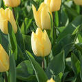 Einfache fr�he Tulpe 'Sunny Prince' (korr)