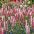 Wildtulpe 'Lady Jane'