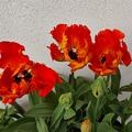 Tulpe 'Caribbean Parrot', Tulipa 'Caribbean Parrot'