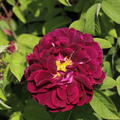 Rose 'Tuscany Superb'
