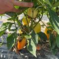 Freiland Paprika 'Ungarischer Wax', Capsicum annuum 