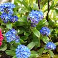 Vergissmeinnicht 'Blausee', Myosotis sylvatica