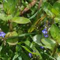 kleine blaue Bl�ten