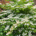 Schneeball, Viburnum plicatum 'Marisii Great Star'