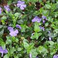 Vinca minor 'Marie' (S), Vinca minor 'Marie' (S)