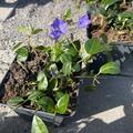 Vinca minor 'blau bl�hend' (12er Set), Vinca minor