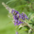 M�nchspfeffer 'Blue Puffball' Vitex agnus-castus 'Blue Puffball'