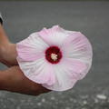 WOWbiskus - Luna Pink Swirl