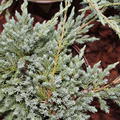 Wacholder, Teppich-Wacholder 'Blue Carpet'