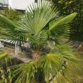 Wagners Hanfpalme, Trachycarpus fortunei wagnerianus