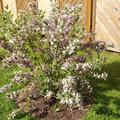 Weigelie 'Magical Rainbow'�, Weigela florida 'Magical Rainbow'
