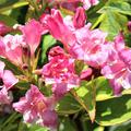 Panaschierte Weigelie 