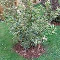 Weigelie 'Nana Variegata', Weigela 'Nana Variegata'