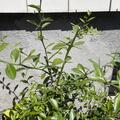 Weissfleischige Australische Fingerlimette, Microcitrus australasica