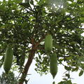 Weissfleischige australische Fingerlimette Microcitrus australasica Kaviarlimette
