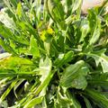 Wilde Rauke Grazia Diplotaxis tenuifolia