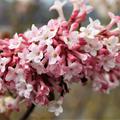 Viburnum bodnantense 'Charles Lamont', der Winterbl�her 