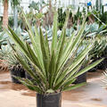 Yucca carnerosana, Stamm, im 27cm Topf, H�he 100cm, Breite 70cm