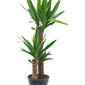 Yucca elephantipes, 60-30, im 21cm Topf, H�he 95cm, Breite 45cm
