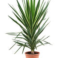 Yucca elephantipes 'Puck', Stamm, im 27cm Topf, H�he 120cm, Breite 60cm