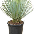Yucca thompsoniana, Stamm, im 31cm Topf, H�he 75cm, Breite 50cm