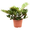 Zamia furfuracea (30-50), Busch, im 20cm Topf, H�he 40cm, Breite 35cm