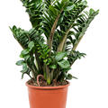 Zamioculcas zamiifolia 'Zenzi', Tuff, im 21cm Topf, H�he 70cm, Breite 50cm