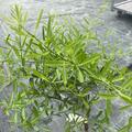 Eremocitrus Glauca