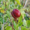 Ziziphus LuLang� (Chinesische Dattel), Jujuba mucronata