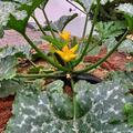 Zucchini 'Inizia', Zucchini 'Inizia'