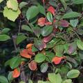 Zwerg-Aronia Lowberry� Aronia 'Little Helpers', Aronia melanocarpa