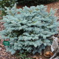 Zwerg-Blaufichte 'Glauca Globosa' - Zwergstamm
