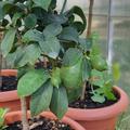 Amalfi Zitrone, Citrus limon amalphitanum
